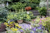 Patio with steps leaading to upper level.  Potted summer flowering plants and flowering plants in raised beds.  Phlomis russeliana, Begonia 'Bonfire', Alchemilla mollis 'Auslese'