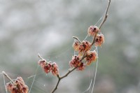 Hamamelis x intermedia 'Jelena' - Witch hazel in the frost