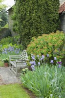 View of secluded country garden in May. Irises, Taxus baccata 'fastigiata' - Irish Yew and the sweetly scented Euphorbia mellifera positioned behind the Lutyens style garden bench.