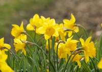 Narcissus pseudonarcissus, spring May