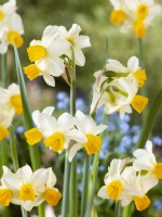 Narcissus Eaton Song, spring May