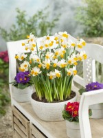 Narcissus Eaton Song in pot, spring May