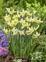 Narcissus Exotic Mystery, spring May