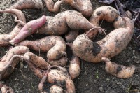Harvesting sweet potatoes in the vegetable patch