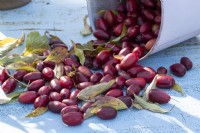 Fruits of cornelian cherry 'Schonbrunner Gourmet Dirndl