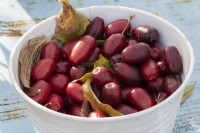 Fruits of cornelian cherry 'Schonbrunner Gourmet Dirndl'