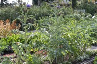 Vegetable bed with artichokes