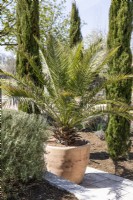 Phoenix canariensis in pot, spring May