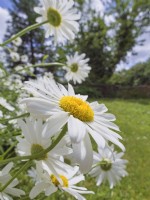 Chrysanthemum maximum - Shasta Daisies