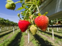 Strawberry plants raised by supports on commercial pick your own farm