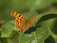 Polygonia c-album - Comma Butterfly on rose leaf