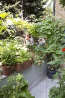 Urban balcony growing beans, nasturtiums and herbs in containers