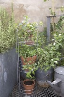 A mixture of herbs growing in containers in a small space