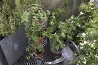 Mixture of herbs growing in containers in a small space