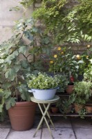 Small space gardening in an urban setting with fig tree, pansies, marigolds and pepper