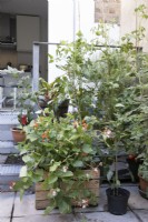 Growing vegetables in an urban environment