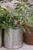 Chili plant growing in recycled metal container