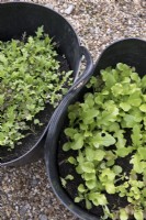 Growing different lettuce varieties in plastic trugs to protect from wind