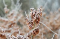 Hamamelis x intermedia 'Robert' - Witch hazel flowers in the frost