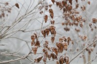Koelreuteria paniculata 'Rose Lantern' - Pride of India seed pods in the frost