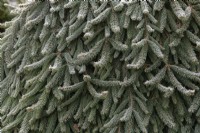 Picea abies 'Reflexa' - Norway Spruce foliage in the frost