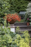 Begonia 'Bonfire' in shallow terracotta pot on ledge, as centrepiece in sloping garden, foreground Phlomis russeliana and Alchemilla mollis 'Auslese'.