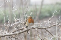 Erithacus rubecula - Robin sitting on Corylus avellana 'Red Majestic' branch in the frost