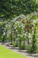 View of Rose arbour walkway. June. Rambler roses trained on wrought iron framework.