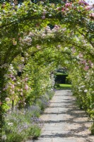 View along rose arbour walkway. Rambler roses trained on Victorian wrought iron framework over gravel and flagstone path edged with lavender. June
