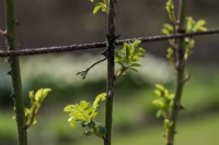New  leaves emerging in early spring on the trained rose stems that are tied to wires.
