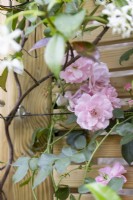 Pink climbing rose on boundary fence