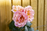 Pink rose against wooden fence