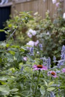 Herbaceous border in small suburban garden with Echinacea purpurea