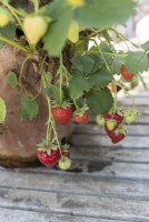Strawberries grown in terracotta pot on sheltered patio, in suburban garden