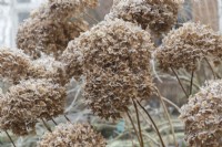 Hydrangea arborescens 'Strong Annabelle' - Spent flowers in the frost