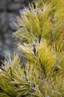 Pinus contorta 'Chief Joseph' - Beach pine in the frost