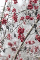 Viburnum betulifolium - Birchleaf viburnum in the frost