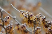 Hamamelis x intermedia 'Vesna' - Witch hazel flowers in the frost