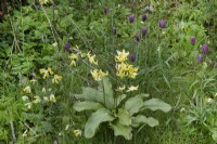 Erythronium with fritillaries and cowslips in a wildflower meadow - April