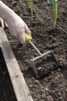 Using a hand held hoe to loosen soil in a raised onion bed.  