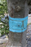 Grease band around trunk of apple tree, to reduce the passage of insects from the ground upwards.