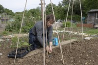 Planting runner beans in a cane structure, digging holes with hand fork.