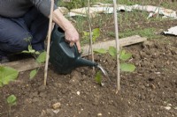 Using watering can to irrigate newly planted runner beans in a cane structure.