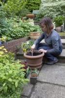 Woman preparing to plant up summer flowering pot with pot grown perennials. Container and patio gardening. Spring planting for summer flowering.