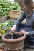 Woman preparing to plant up summer pot with pot grown perennials. Container and patio gardening. Spring planting for summer flowering.