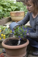 Woman preparing to plant up summer pot with pot grown perennials. Removing plant from delivery pot. Spring planting for summer flowering.