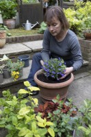 Woman planting Lobelia Trailing Blue and other pot grown perennials into a display pot.  Patio gardening. Spring planting for summer flowering.