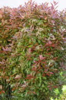 Photinia serratifolia, spring March