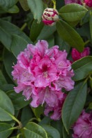 Rhododendron 'Jacksonii' - March