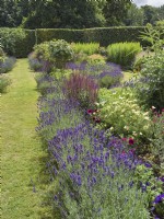 Lavender bordering flowerbeds in formal country summer garden